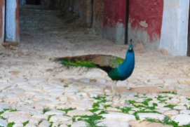 Peacock in Sicily