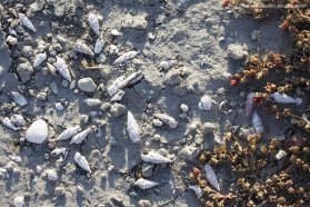 shells in salt pans in Sicily