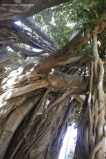 One of the biggest trees in Italy, the Ficus of Giardino Garibaldi in Palermo