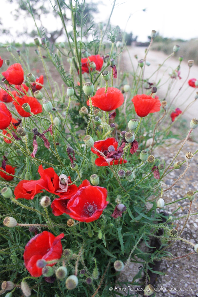 Poppies in Sicily